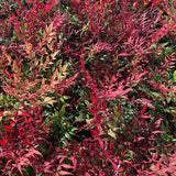 Tuscan Flame Heavenly Bamboo - Nature Hills Nursery - #2 Container - 