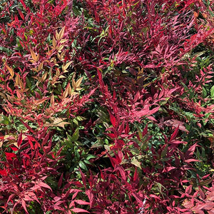 Tuscan Flame Heavenly Bamboo - Nature Hills Nursery - #2 Container - 