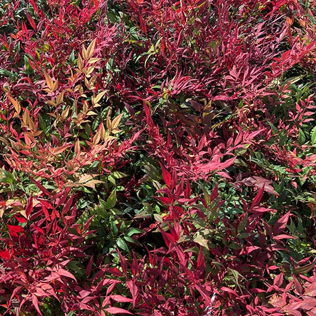 Tuscan Flame Heavenly Bamboo - Nature Hills Nursery - #2 Container - 