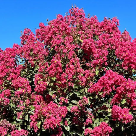 Tuscarora Crape Myrtle Shrub - Nature Hills Nursery - #1 Container - 