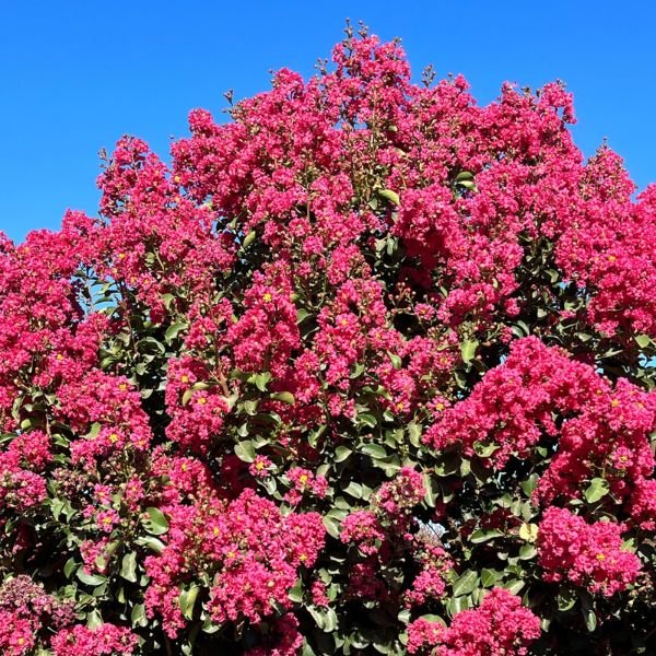 Tuscarora Crape Myrtle Shrub