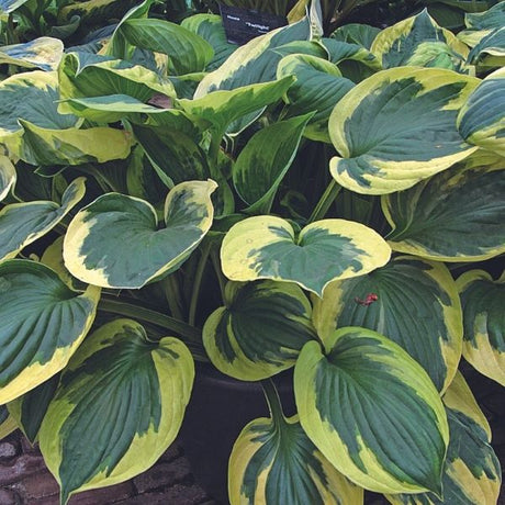 Twilight Hosta - Nature Hills Nursery - #1 Container 2 Pack - 