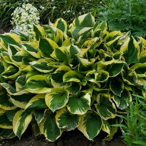Twilight Hosta - Nature Hills Nursery - #1 Container 2 Pack - 