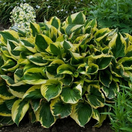 Twilight Hosta - Nature Hills Nursery - #1 Container 2 Pack - 