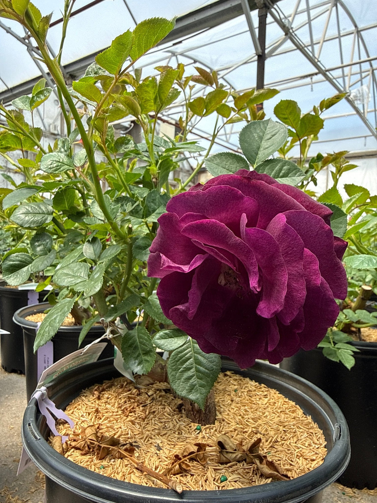 Twilight Zone Grandiflora Rose blooming in a greenhouse container with deep purple-magenta double flowers and green foliage.