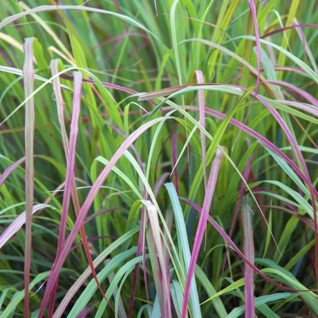 Twilight Zone Little Bluestem Grass (Schizachyrium scoparium 'Twilight Zone'), a perennial featuring yellow, mixed flowers and perennial.