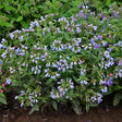 Twinkle Toes Lungwort - Nature Hills Nursery - #1 Container - 