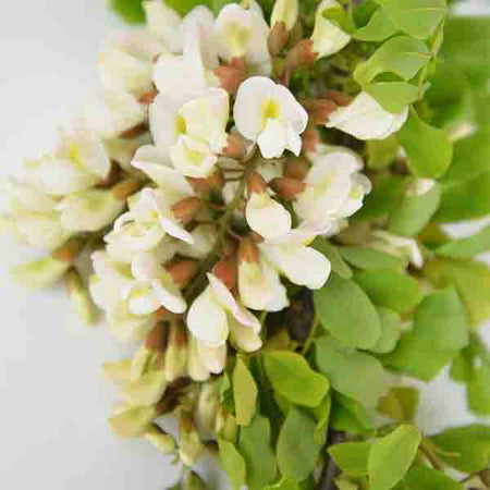 Locust & Honeylocust Tree Guide | Nature Hills