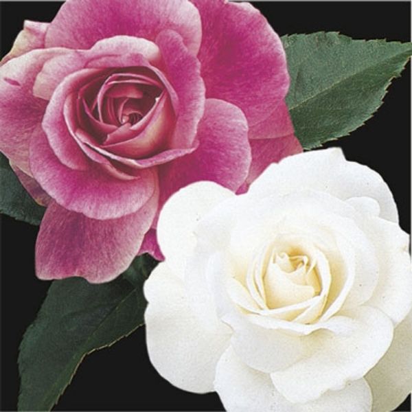Two - fer&reg; Brilliant Pink Iceberg & Iceberg Rose Tree - Nature Hills Nursery - #5 Container 3 - 4 Feet - 
