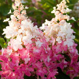 Pinky Winky Hydrangea Close Up