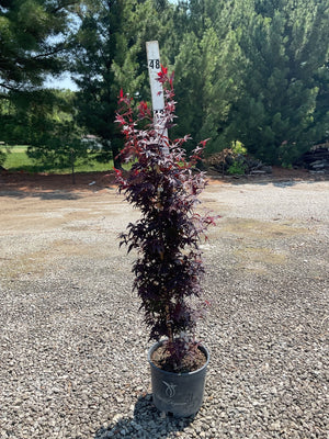 Twombly's Red Sentinel Japanese Maple Tree - Tree - Nature Hills Nursery - 3 Container - 