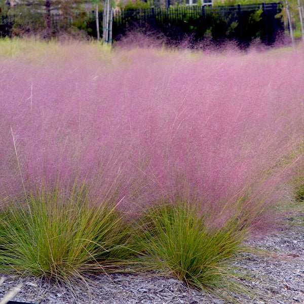 Undaunted&reg; Ruby Muhly Grass - Nature Hills Nursery - #1 Container - 