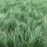 Undaunted&reg; Ruby Muhly Grass - Nature Hills Nursery - #1 Container - 