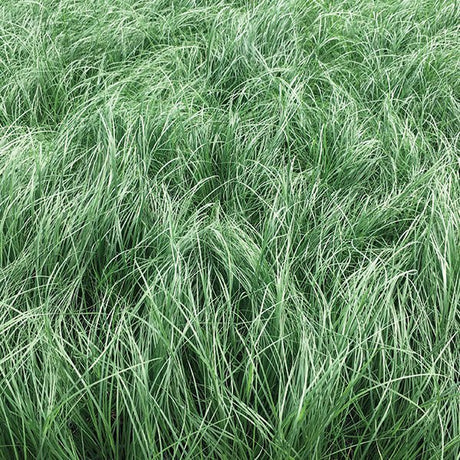 Undaunted&reg; Ruby Muhly Grass - Nature Hills Nursery - #1 Container - 
