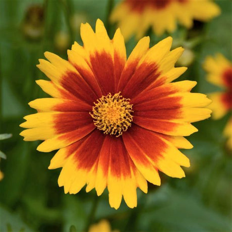 UpTick&trade; Gold & Bronze Coreopsis - Nature Hills Nursery - #1 Container - 