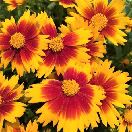 UpTick&trade; Gold & Bronze Coreopsis - Nature Hills Nursery - #1 Container - 