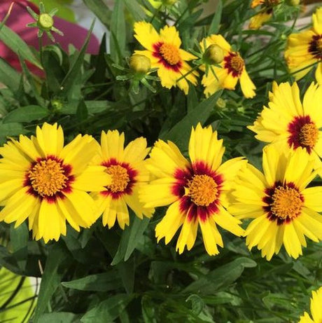 UpTick&trade; Yellow & Red Coreopsis - Nature Hills Nursery - #1 Container - 