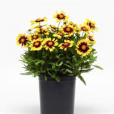 UpTick&trade; Yellow & Red Coreopsis - Nature Hills Nursery - #1 Container - 