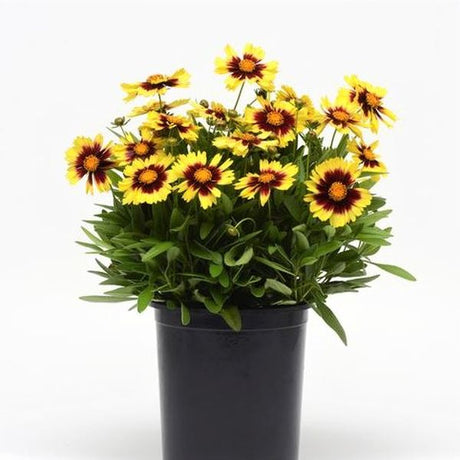 UpTick&trade; Yellow & Red Coreopsis - Nature Hills Nursery - #1 Container - 