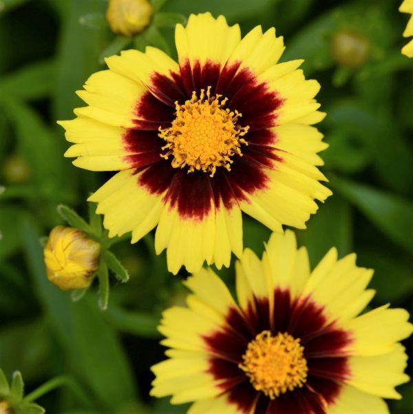 UpTick&trade; Yellow & Red Coreopsis - Nature Hills Nursery - #1 Container - 
