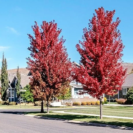 Urban Sunset&reg; Maple Tree - Nature Hills Nursery - #20 Container 8 - 10 Feet - 