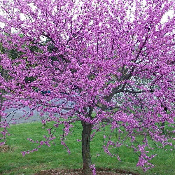 USDA Organic Eastern Redbud Tree - Nature Hills Nursery - B&B (Balled & Burlapped) 10 - 12 Feet - 