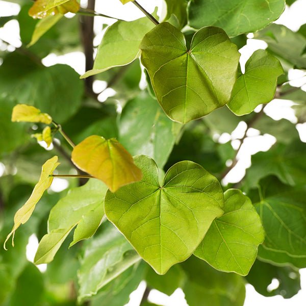 USDA Organic Eastern Redbud Tree - Nature Hills Nursery - B&B (Balled & Burlapped) 10 - 12 Feet - 