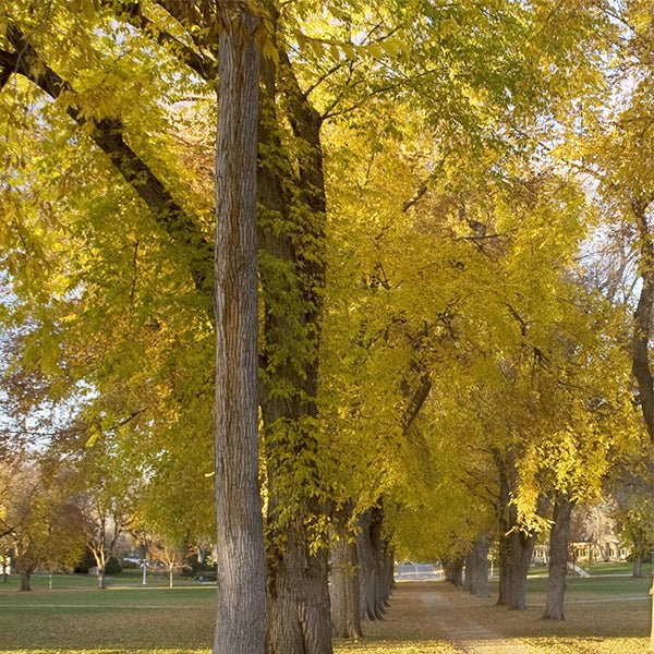 USDA Organic Princeton American Elm Tree - Nature Hills Nursery - B&B (Balled & Burlapped) 14 - 16 Feet - 