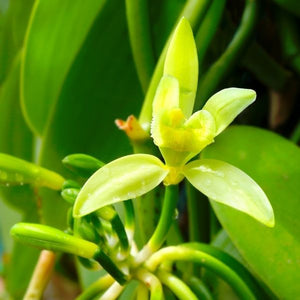 Vanilla Orchid Plant - Nature Hills Nursery - #1 Container 1 - 2 Feet - 