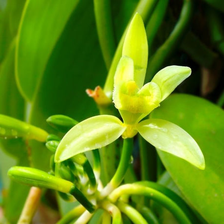 Vanilla Orchid Plant - Nature Hills Nursery - #1 Container 1 - 2 Feet - 