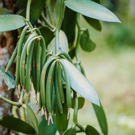 Vanilla Orchid Plant - Nature Hills Nursery - #1 Container 1 - 2 Feet - 