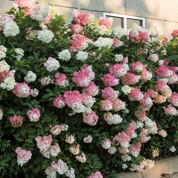 strawberry vanilla hydrangea seeds Vanilla Strawberry Panicle Hydrangea