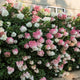 Plants Under $30