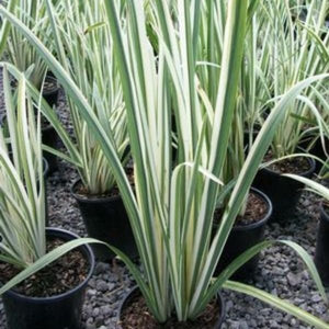 Iris Variegata