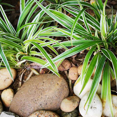 Variegated Flax Lily - Nature Hills Nursery - Quart Container - 