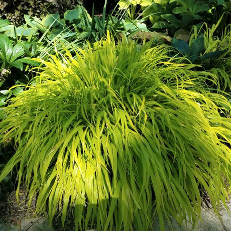 Variegated Japanese Forest Grass - Nature Hills Nursery - #1 Container - 