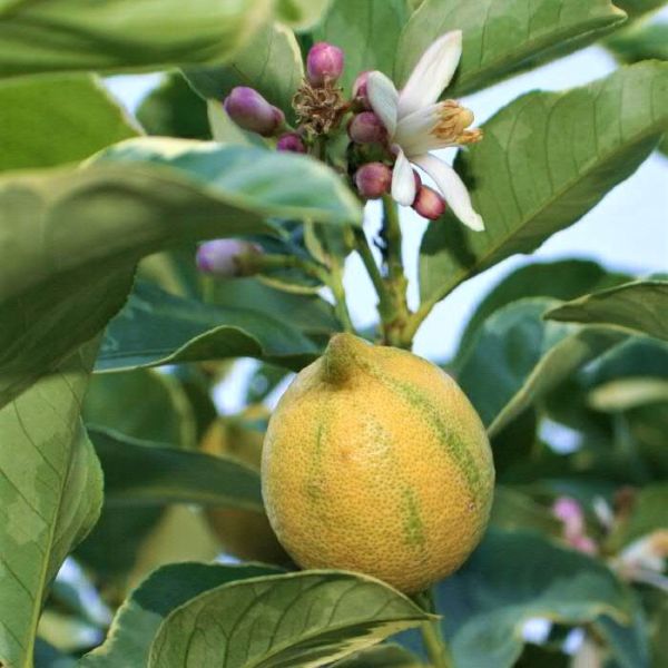 Variegated Pink Lemon Tree For Sale | NatureHills.com