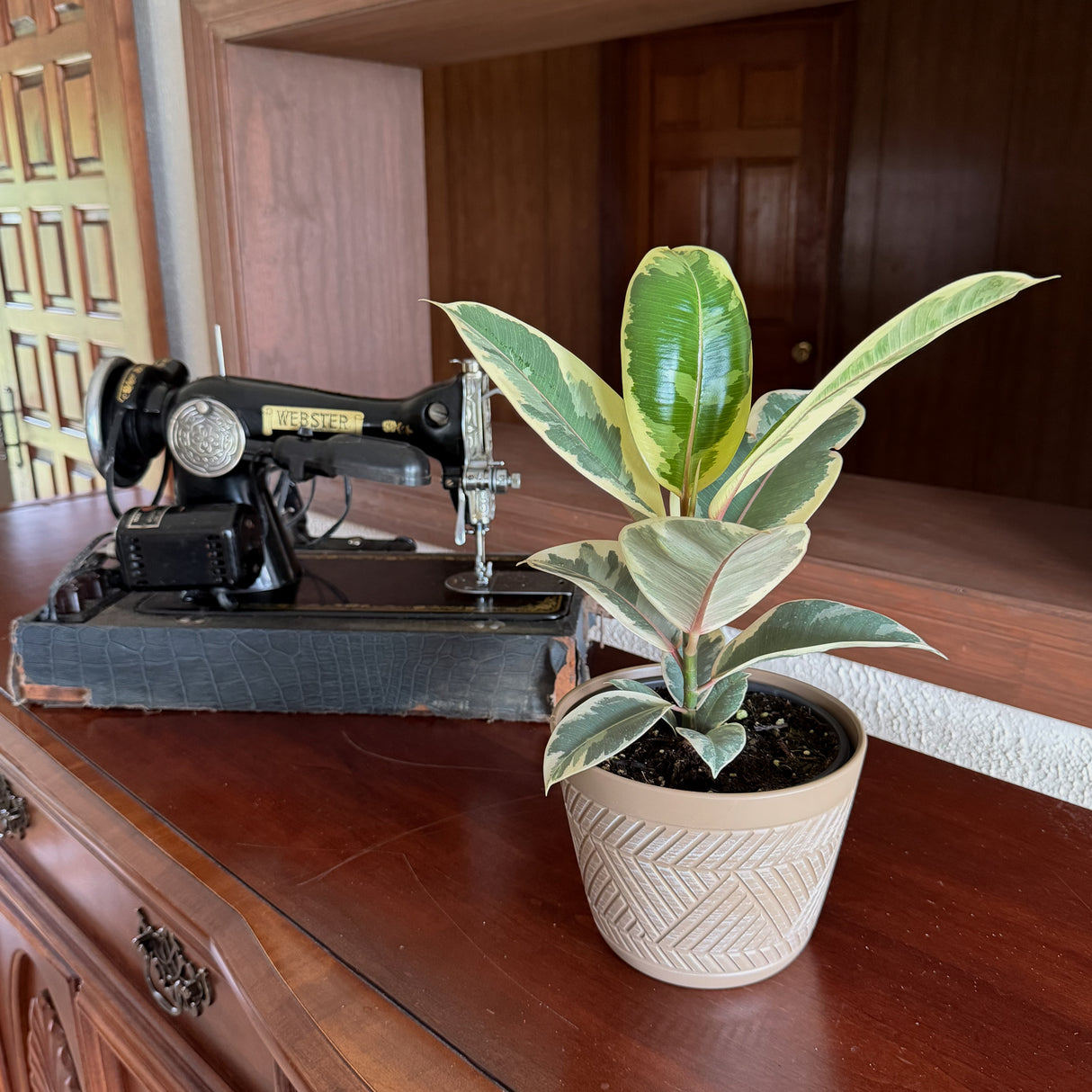 Variegated Rubber Plant Tineke in a 6 inch pot, view 2