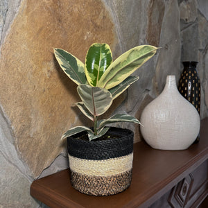 Variegated Rubber Plant Tineke in a 6 inch pot