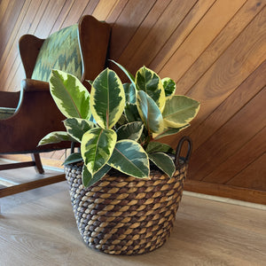 Variegated Rubber Plant Tineke in an 8 inch pot, view 2
