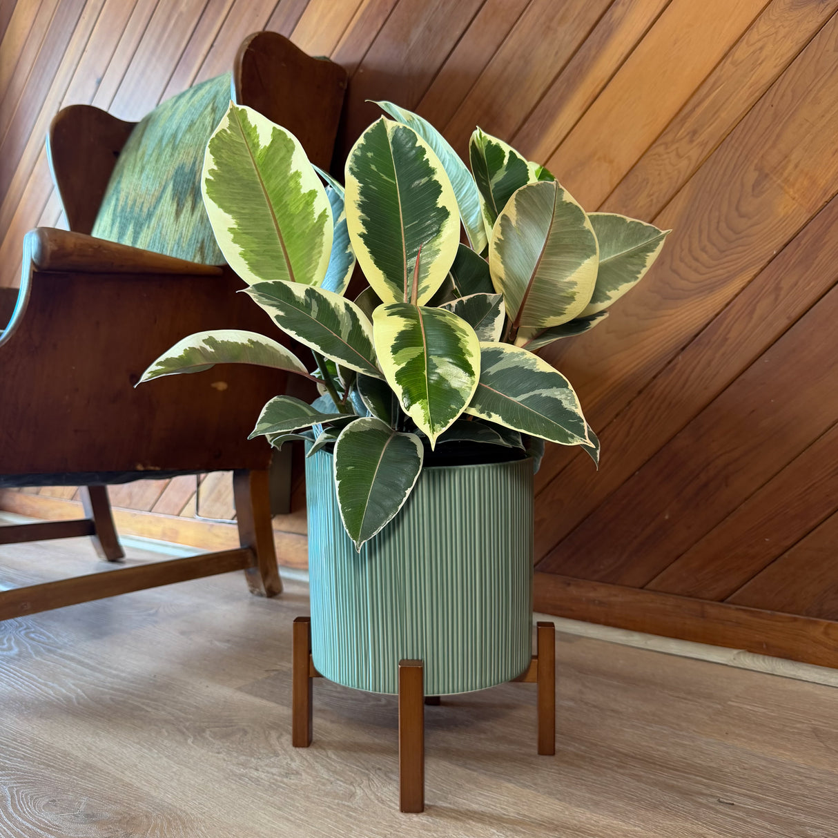 Variegated Rubber Plant Tineke in an 8 inch pot