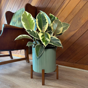 Variegated Rubber Plant Tineke in an 8 inch pot