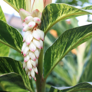 Variegated Shell Ginger - Nature Hills Nursery - Quart Container - 