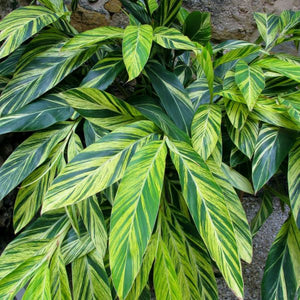 Variegated Shell Ginger - Nature Hills Nursery - Quart Container - 