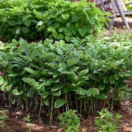 Variegated Solomon's Seal - Nature Hills Nursery - #1 Container - 