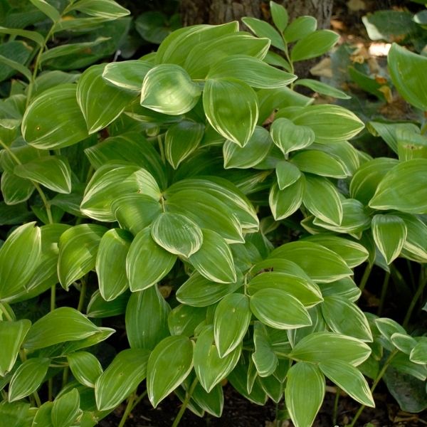 Variegated Solomon's Seal (Polygonatum odoratum 'Variegatum'), a perennial featuring white flowers and perennial.