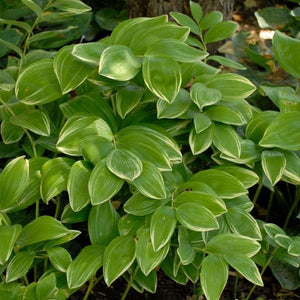 Variegated Solomon's Seal (Polygonatum odoratum 'Variegatum'), a perennial featuring white flowers and perennial.
