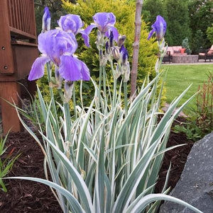 Variegated Sweet Bearded Iris - Nature Hills Nursery - #1 Container - 