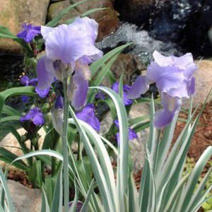 Variegated Sweet Bearded Iris - Nature Hills Nursery - #1 Container - 