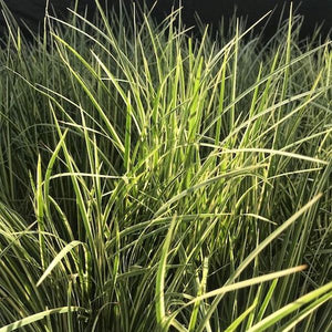 Variegated Sweet Flag - Nature Hills Nursery - #1 Container - 